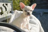 Paris, a female French Bulldog for sale in Millersburg, IN – 5 of 5
