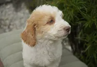 Merlot , a male Miniature Goldendoodle for sale in Millersburg, IN – 3 of 4