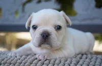 Tinker , a male French Bulldog for sale in Millersburg, IN – 3 of 4