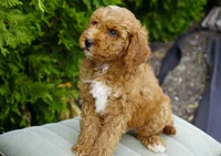 Clifford, a male Goldendoodle for sale in Millersburg, IN – 3 of 5