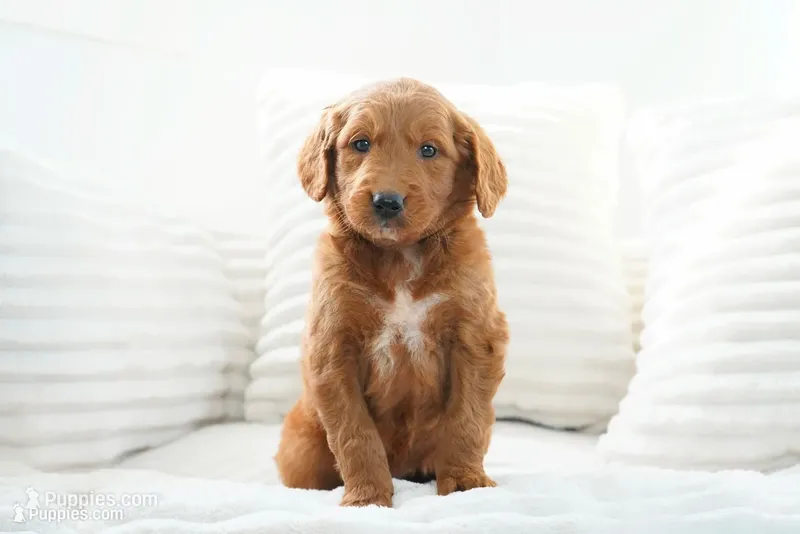 Lumi – Goldendoodle puppy for sale in Millersburg, IN
