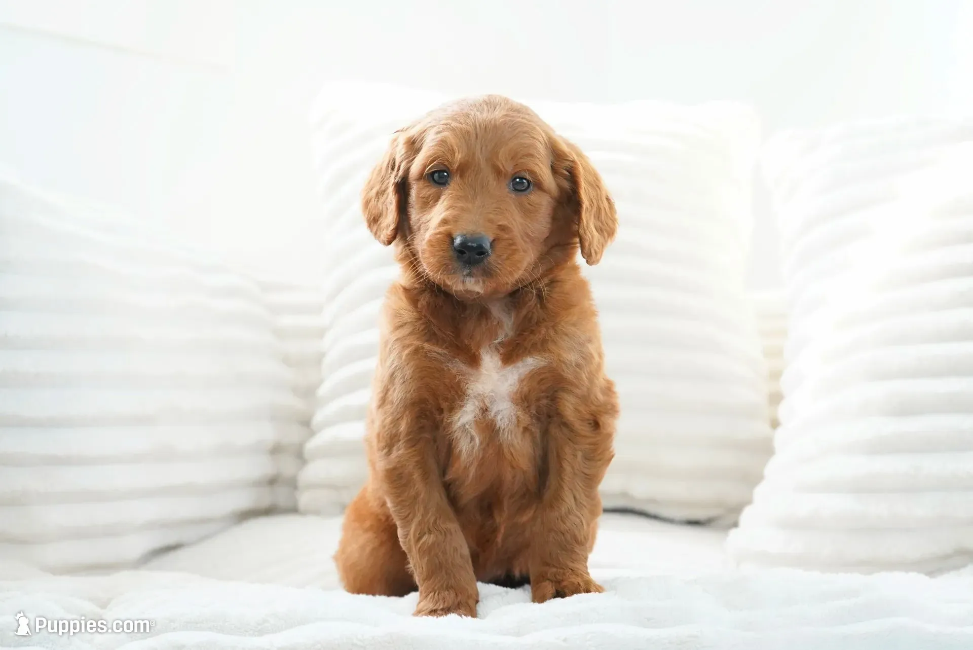 Lumi, a female Goldendoodle for sale in Millersburg, IN – 1 of 8