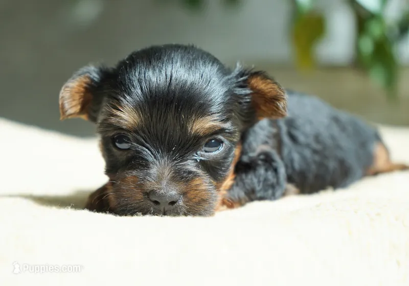 Mabel – Yorkshire Terrier puppy for sale in Millersburg, IN