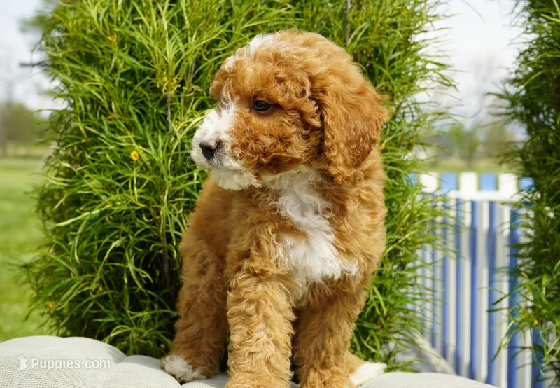 Rusty – Miniature Goldendoodle puppy on hold in Millersburg, IN