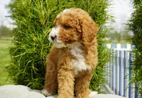 Rusty, a male Miniature Goldendoodle for sale in Millersburg, IN – 1 of 4