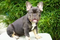 Truffle , a female French Bulldog for sale in Millersburg, IN – 4 of 5