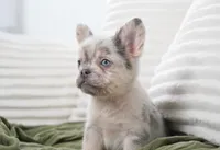 Dudley , a male French Bulldog for sale in Millersburg, IN – 6 of 10