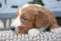 Nala , a female Goldendoodle for sale in Millersburg, IN – 4 of 4