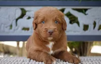 Goose , a male Goldendoodle for sale in Millersburg, IN – 1 of 5