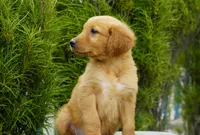 Simba, a male Golden Retriever for sale in Millersburg, IN – 4 of 9