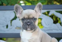 Poppy, a female French Bulldog for sale in Millersburg, IN – 1 of 7
