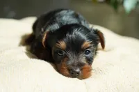 Winnie, a female Yorkshire Terrier for sale in Millersburg, IN – 6 of 6