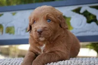 Goose , a male Goldendoodle for sale in Millersburg, IN – 3 of 5