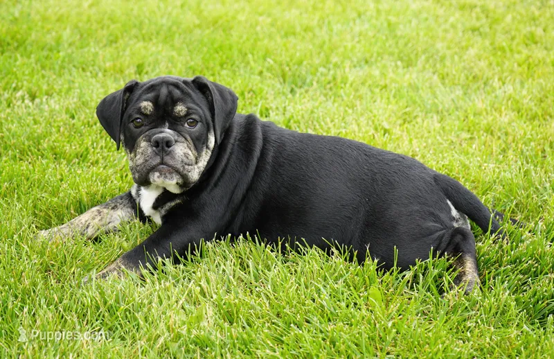 Eleanor  – English Bulldog, Olde English Bulldogge puppy for sale in Millersburg, IN