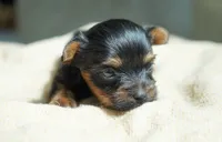 Mabel, a female Yorkshire Terrier for sale in Millersburg, IN – 2 of 5