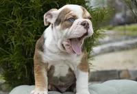 Barnie, a male English Bulldog and Olde English Bulldogge for sale in Millersburg, IN – 5 of 5