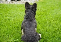 ***Not for Sale***  Stud Fee Only, a male French Bulldog for sale in Millersburg, IN – 3 of 4
