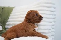 Pruitt, a male Miniature Goldendoodle for sale in Millersburg, IN – 3 of 10