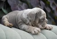 Chester, a male English Bulldog and Olde English Bulldogge for sale in Millersburg, IN – 4 of 5