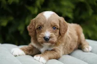 Toast, a male Goldendoodle for sale in Millersburg, IN – Photo 3 of 4