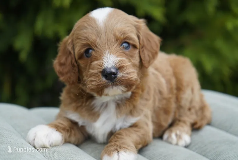 Toast – Goldendoodle puppy for sale in Millersburg, IN