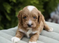 Toast, a male Goldendoodle for sale in Millersburg, IN – Photo 4 of 4