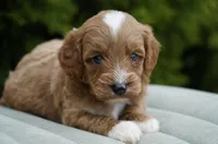 Toast, a male Goldendoodle for sale in Millersburg, IN – Photo 2 of 4