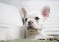 Benjamin , a male French Bulldog for sale in Millersburg, IN – 4 of 5