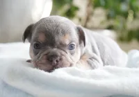 Oliver, a male French Bulldog for sale in Millersburg, IN – 5 of 6