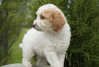 Merlot , a male Miniature Goldendoodle for sale in Millersburg, IN – 2 of 4