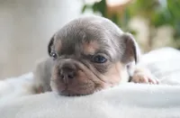 Oliver, a male French Bulldog for sale in Millersburg, IN – 6 of 6