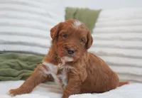 Pruitt, a male Miniature Goldendoodle for sale in Millersburg, IN – 7 of 10