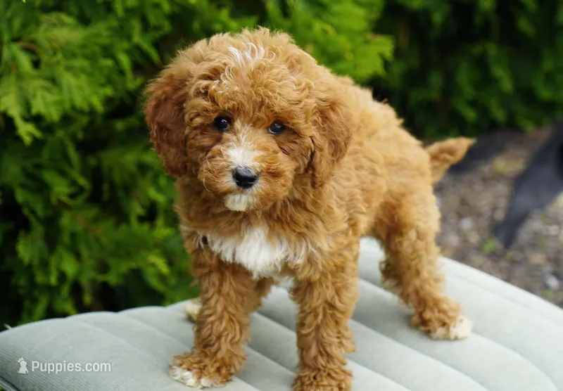 Berry – Goldendoodle puppy for sale in Millersburg, IN