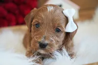 Lila, a female Goldendoodle for sale in Millersburg, IN – Photo 3 of 4