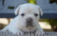 Paris, a female French Bulldog for sale in Millersburg, IN – 5 of 5