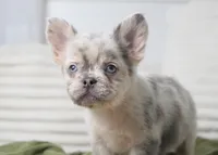 Dudley , a male French Bulldog for sale in Millersburg, IN – 2 of 10