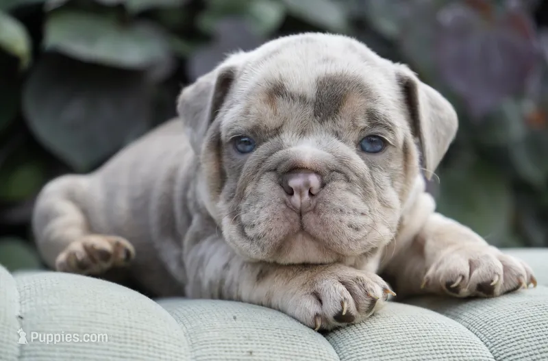 Chester – English Bulldog, Olde English Bulldogge puppy for sale in Millersburg, IN