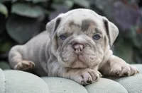 Chester, a male English Bulldog and Olde English Bulldogge for sale in Millersburg, IN – 1 of 5