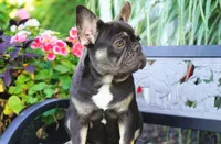 Mochi, a female French Bulldog for sale in Millersburg, IN – 4 of 10