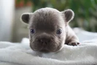 Milo, a male French Bulldog for sale in Millersburg, IN – 1 of 4