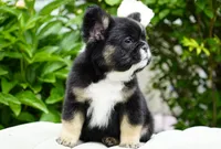 Panda, a male French Bulldog for sale in Millersburg, IN – 3 of 8