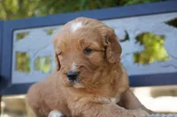 Wrigley, a male Goldendoodle for sale in Millersburg, IN – 3 of 5
