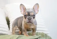 Oliver, a male French Bulldog for sale in Millersburg, IN – 3 of 6