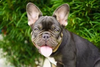 Truffle , a female French Bulldog for sale in Millersburg, IN – 1 of 5