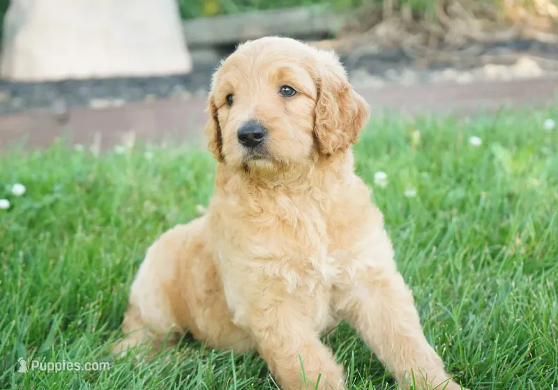 Tiffany – Goldendoodle puppy for sale in Millersburg, IN