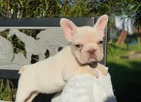 Calypso, a female French Bulldog for sale in Millersburg, IN – 2 of 3