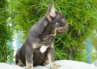 Olivia, a female French Bulldog for sale in Millersburg, IN – 5 of 6