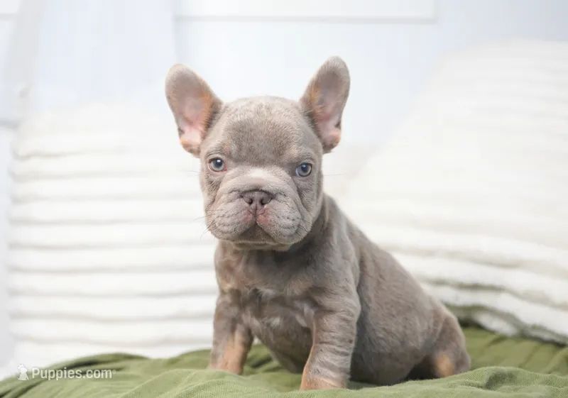 Milo – French Bulldog puppy for sale in Millersburg, IN