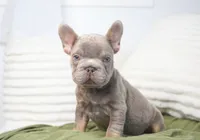 Milo, a male French Bulldog for sale in Millersburg, IN – 1 of 5