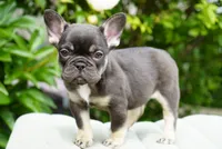 Truffle , a female French Bulldog for sale in Millersburg, IN – 5 of 7